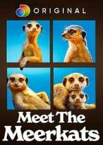 Watch Meet the Meerkats 0123movies