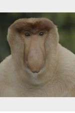 Watch Wildest Islands of Indonesia 0123movies